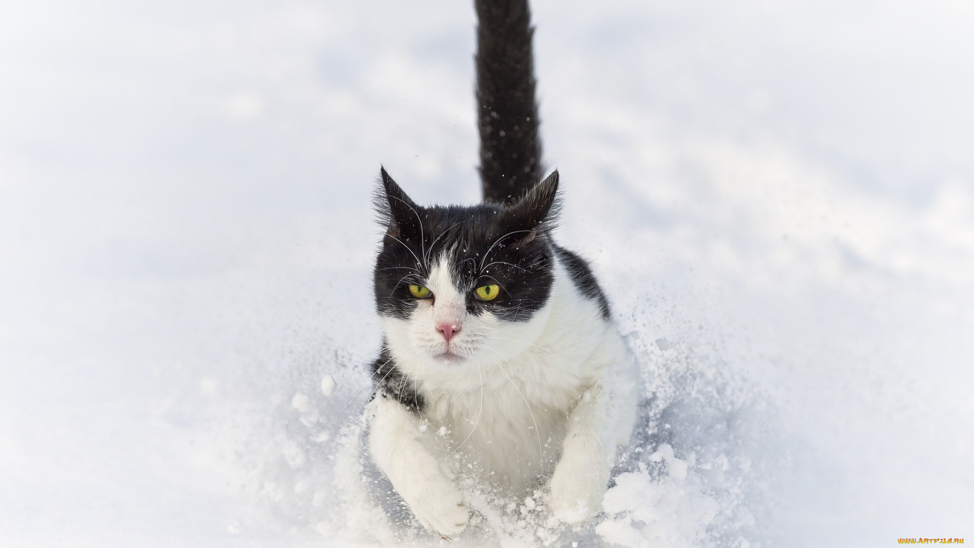 животные, коты, снег