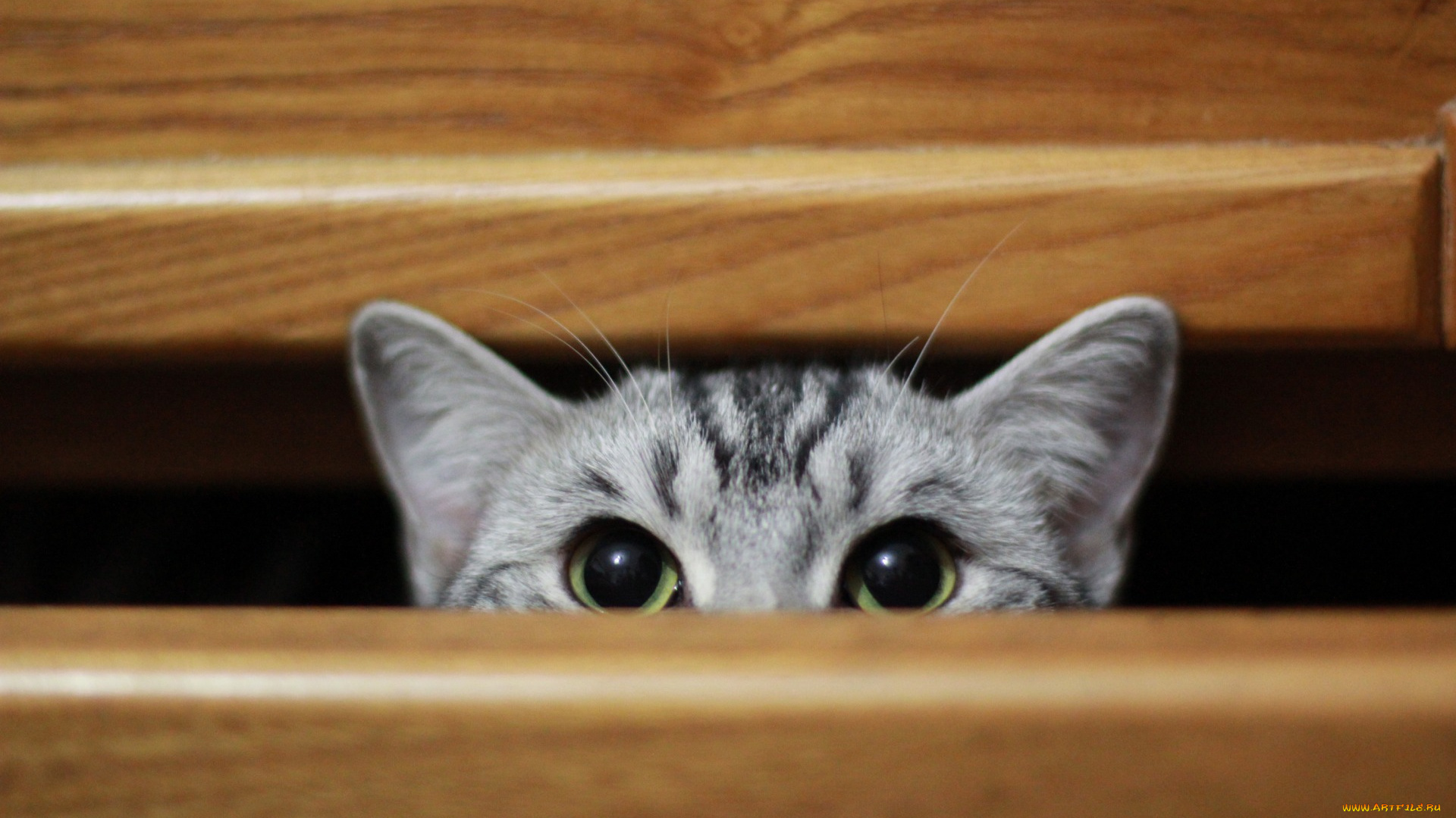 животные, коты, взгляд