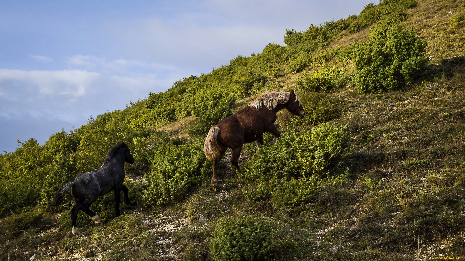 животные, лошади, двое