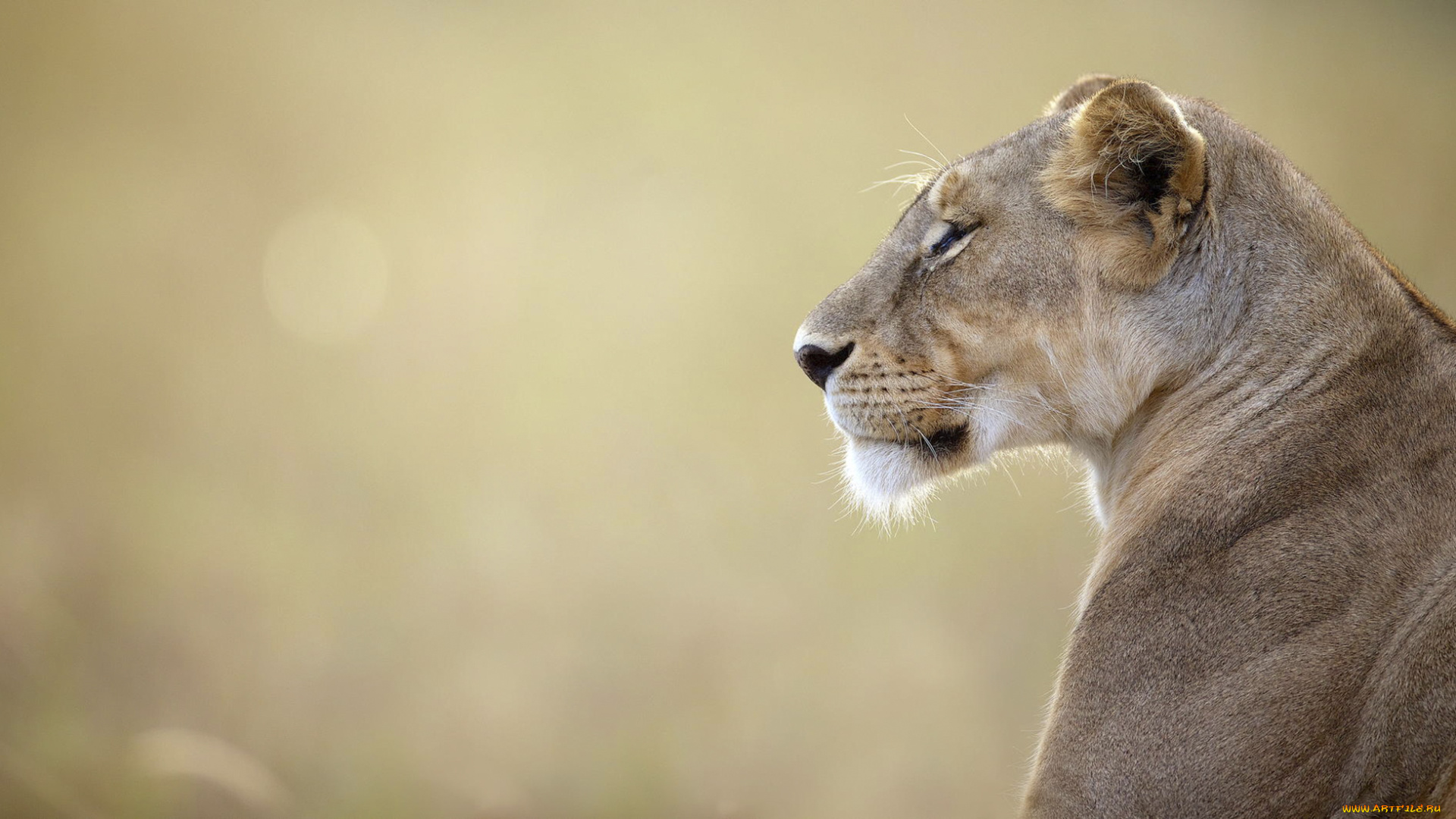животные, львы, профиль