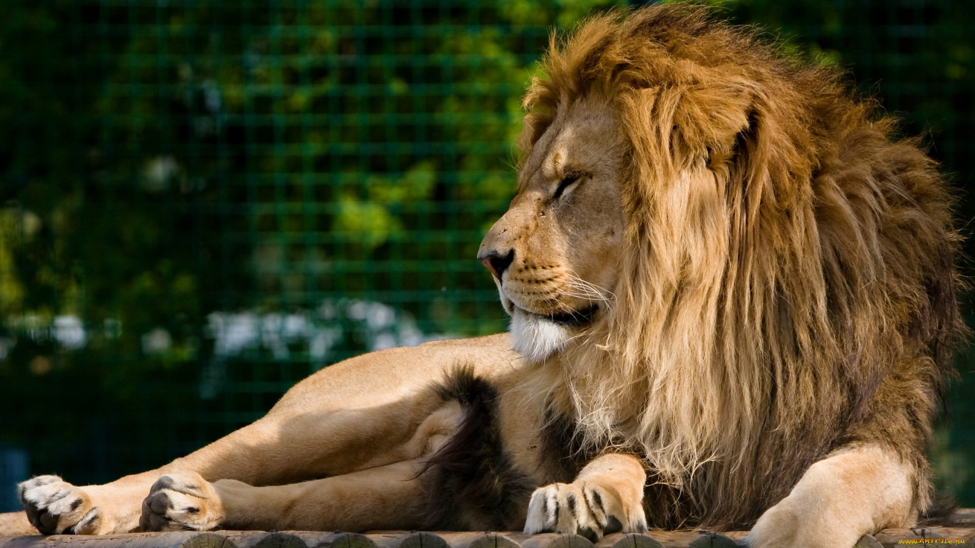 животные, львы, профиль