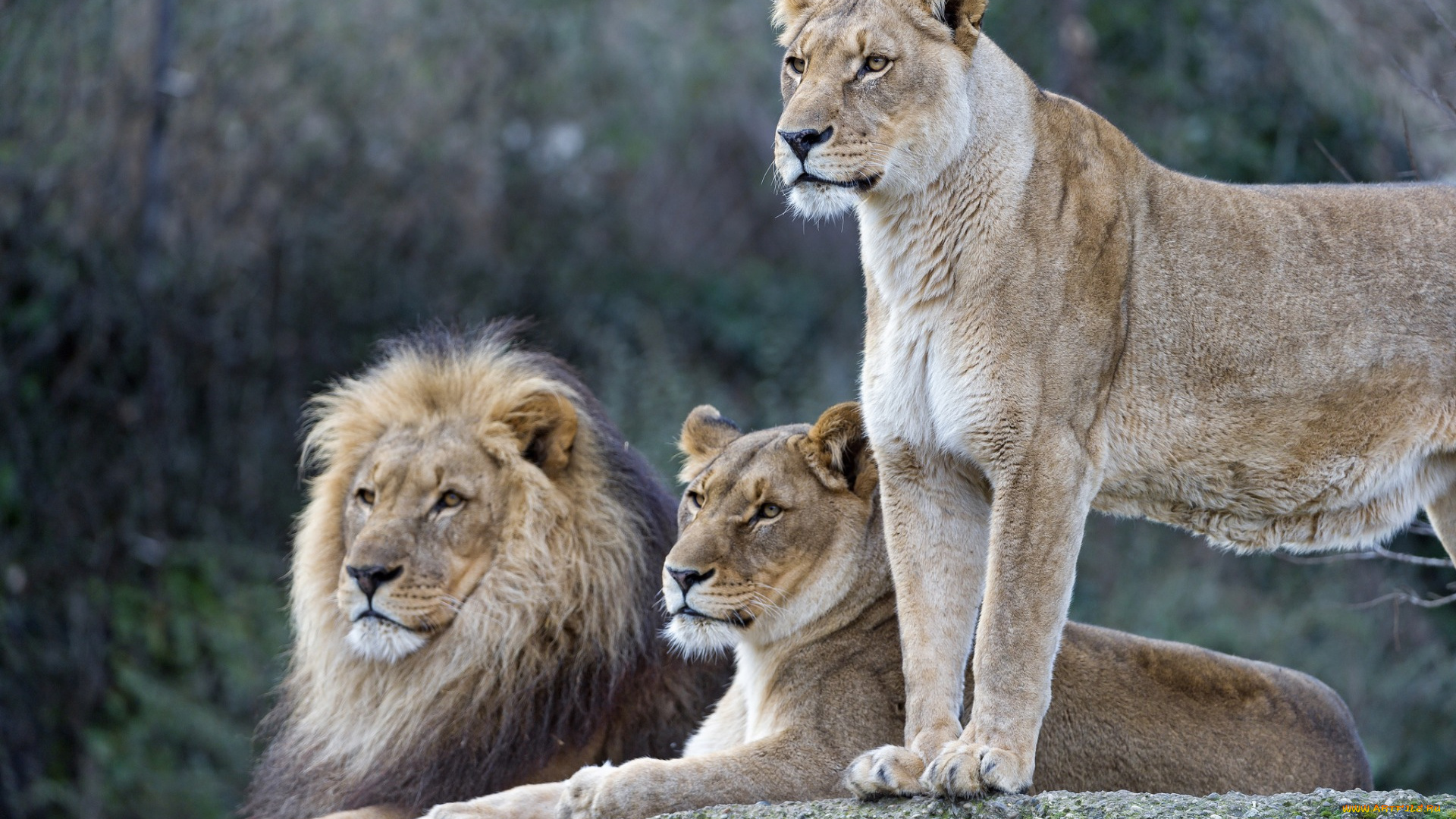 животные, львы, трое