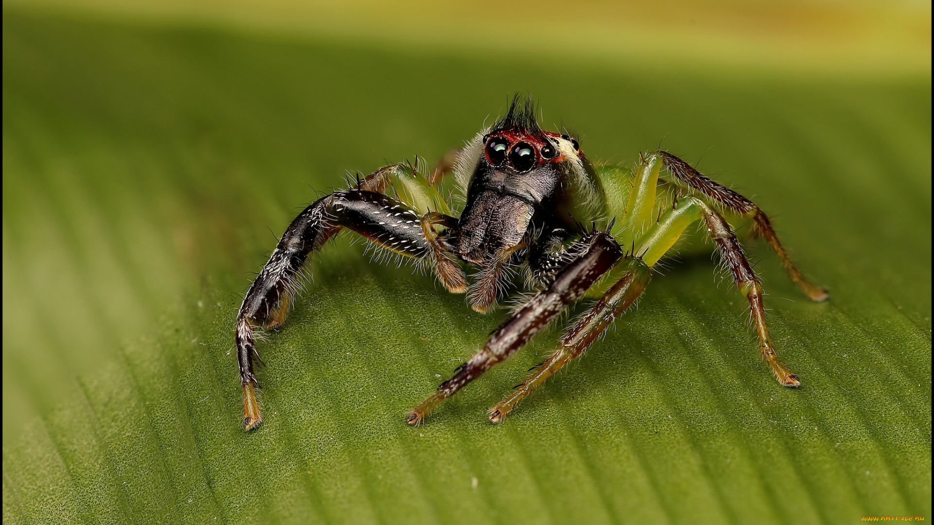 животные, пауки, макро, лист, паук