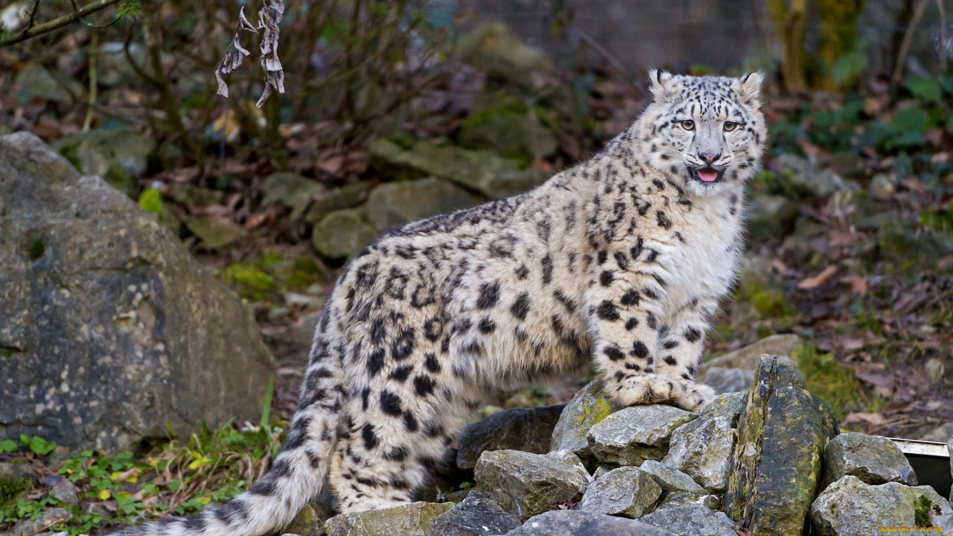 животные, снежный, барс, , ирбис, взгляд