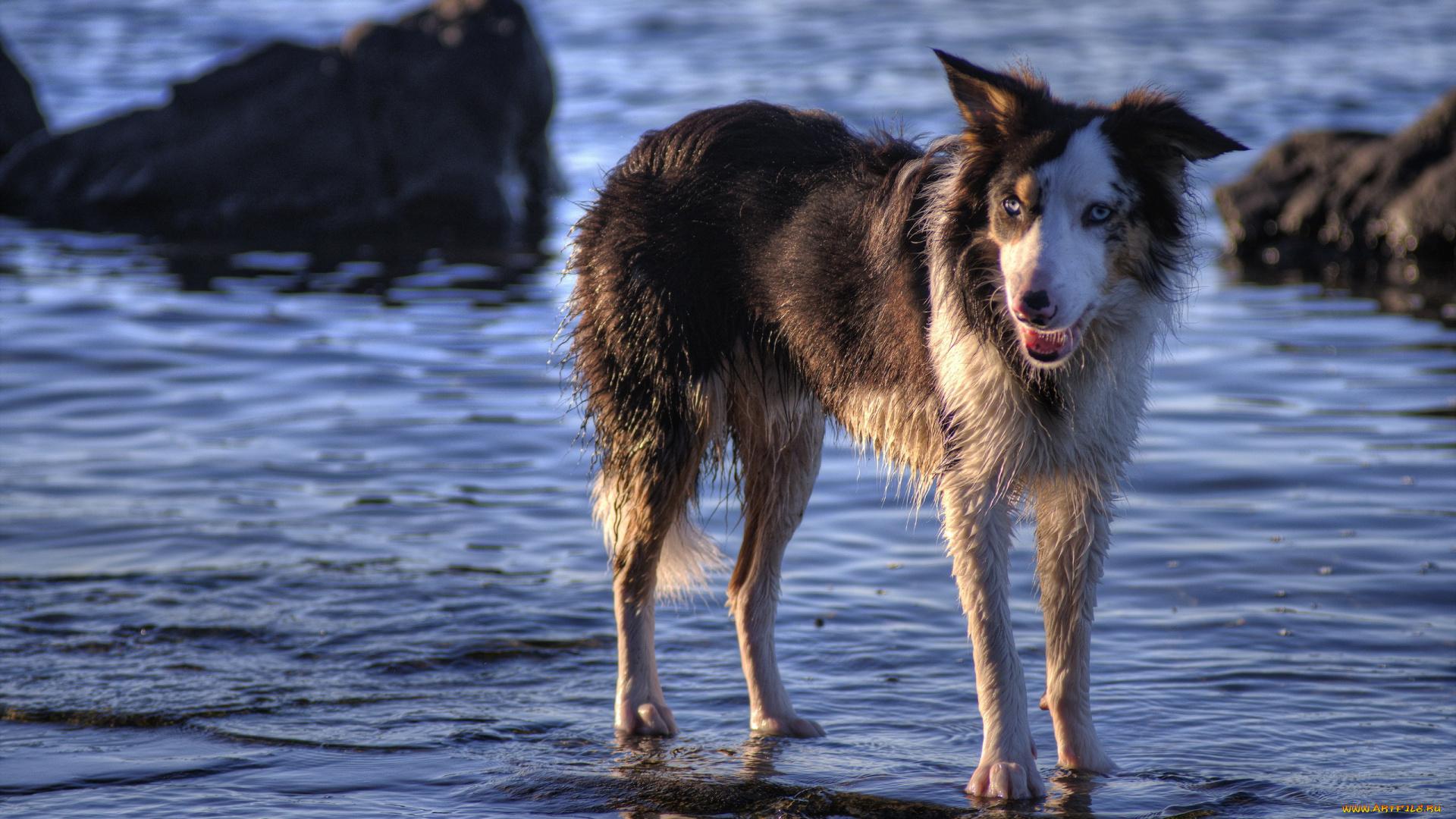 животные, собаки, взгляд