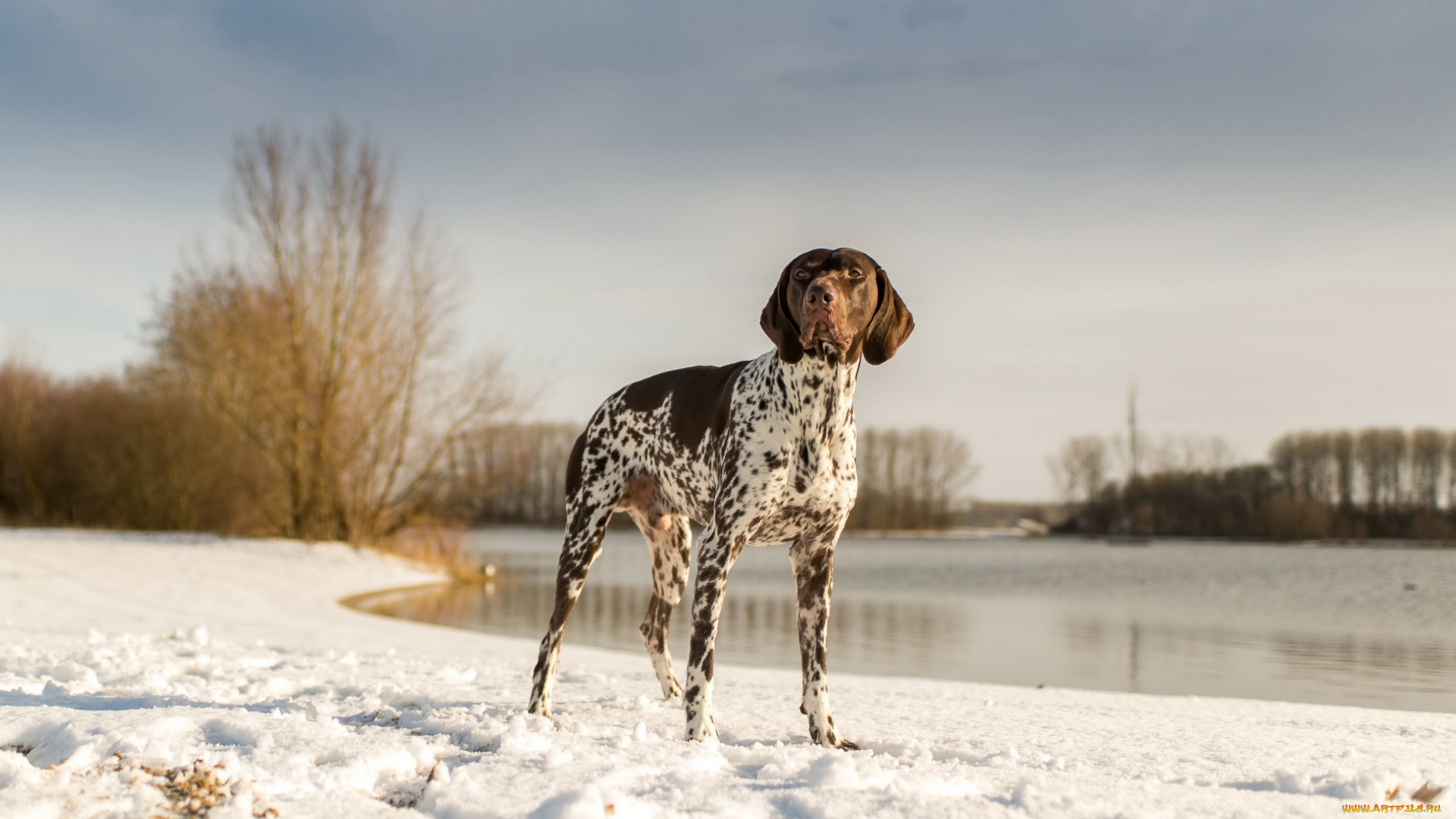 животные, собаки, взгляд, собака, друг