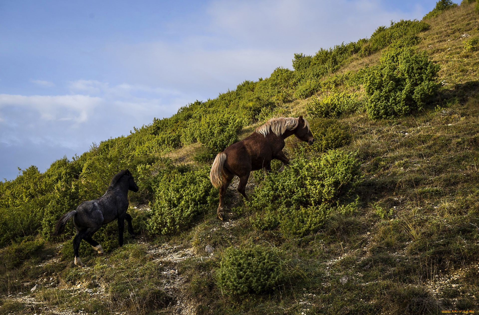 животные, лошади, двое