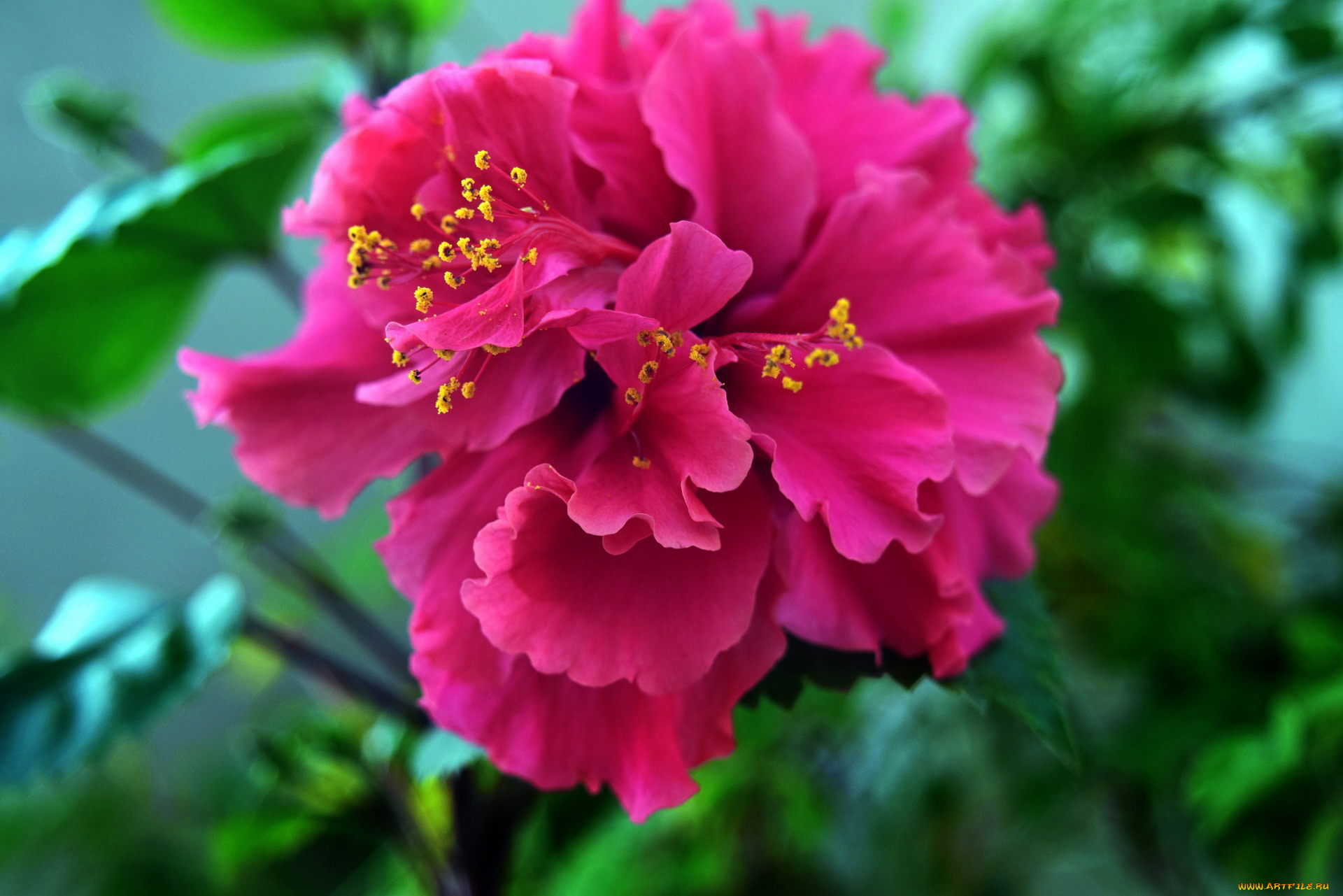 цветы, гибискусы, розовый