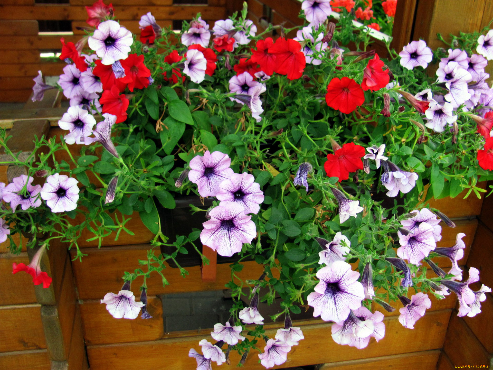 цветы, петунии, , калибрахоа, сурфиния