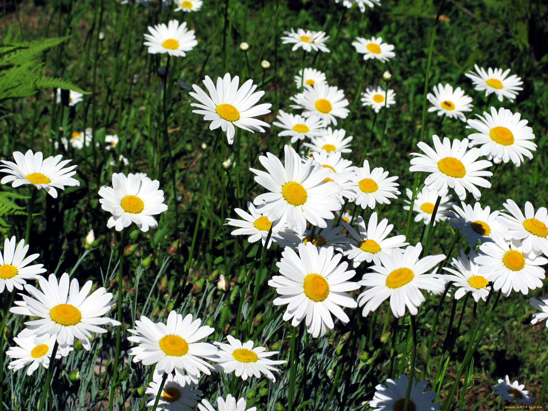цветы, ромашки, белый