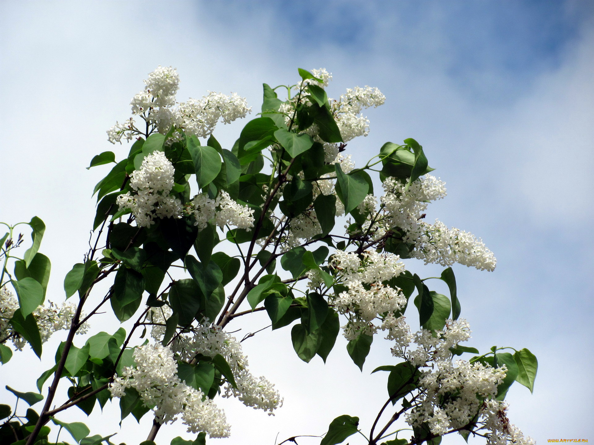 цветы, сирень, гроздья, весна, куст, белые
