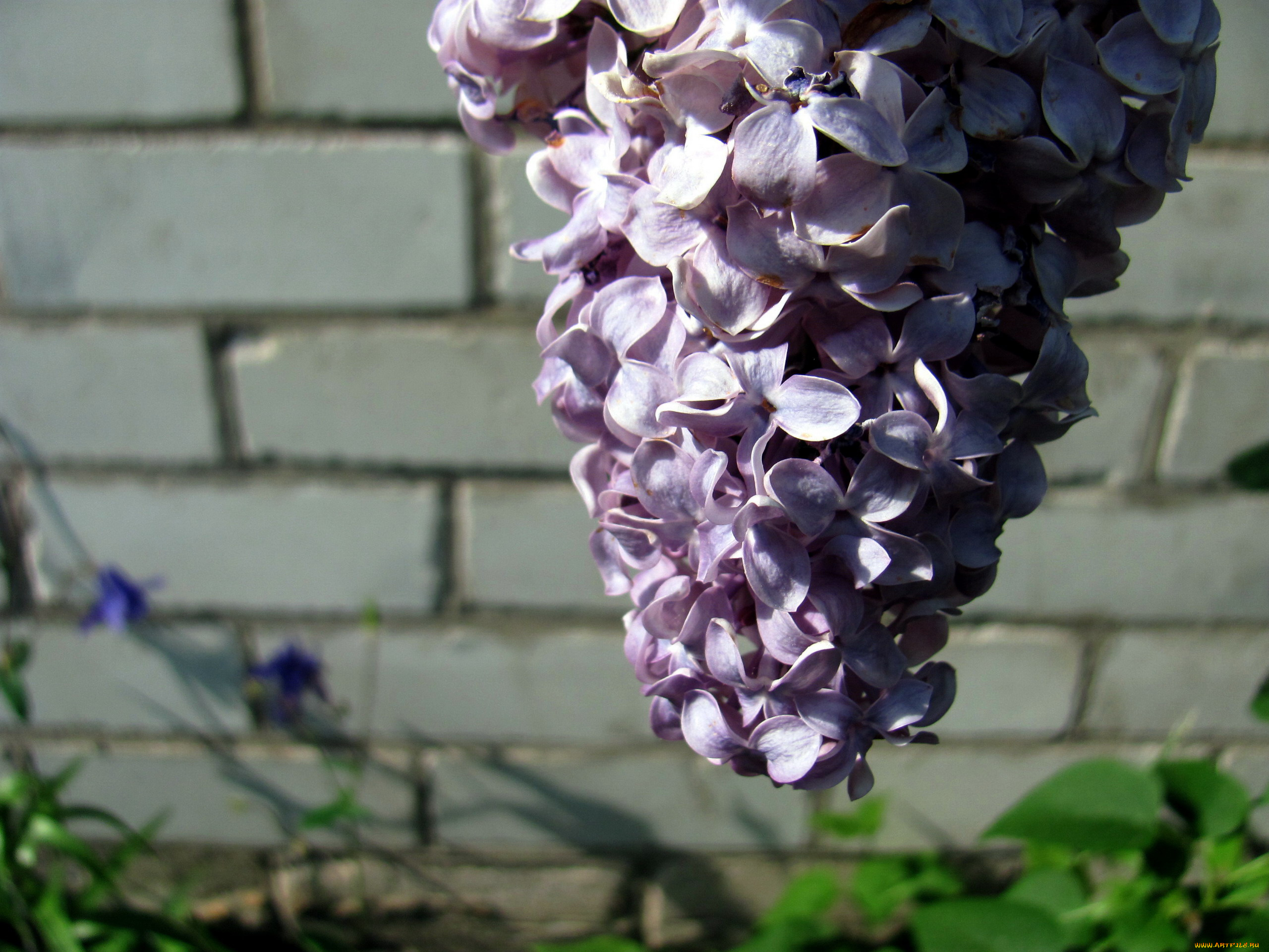 цветы, сирень, гроздь