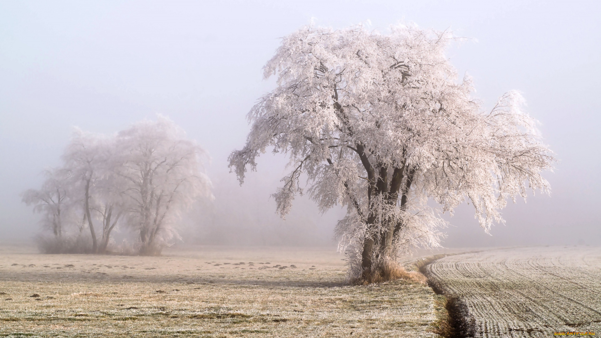 природа, деревья, дерево, поле, иней