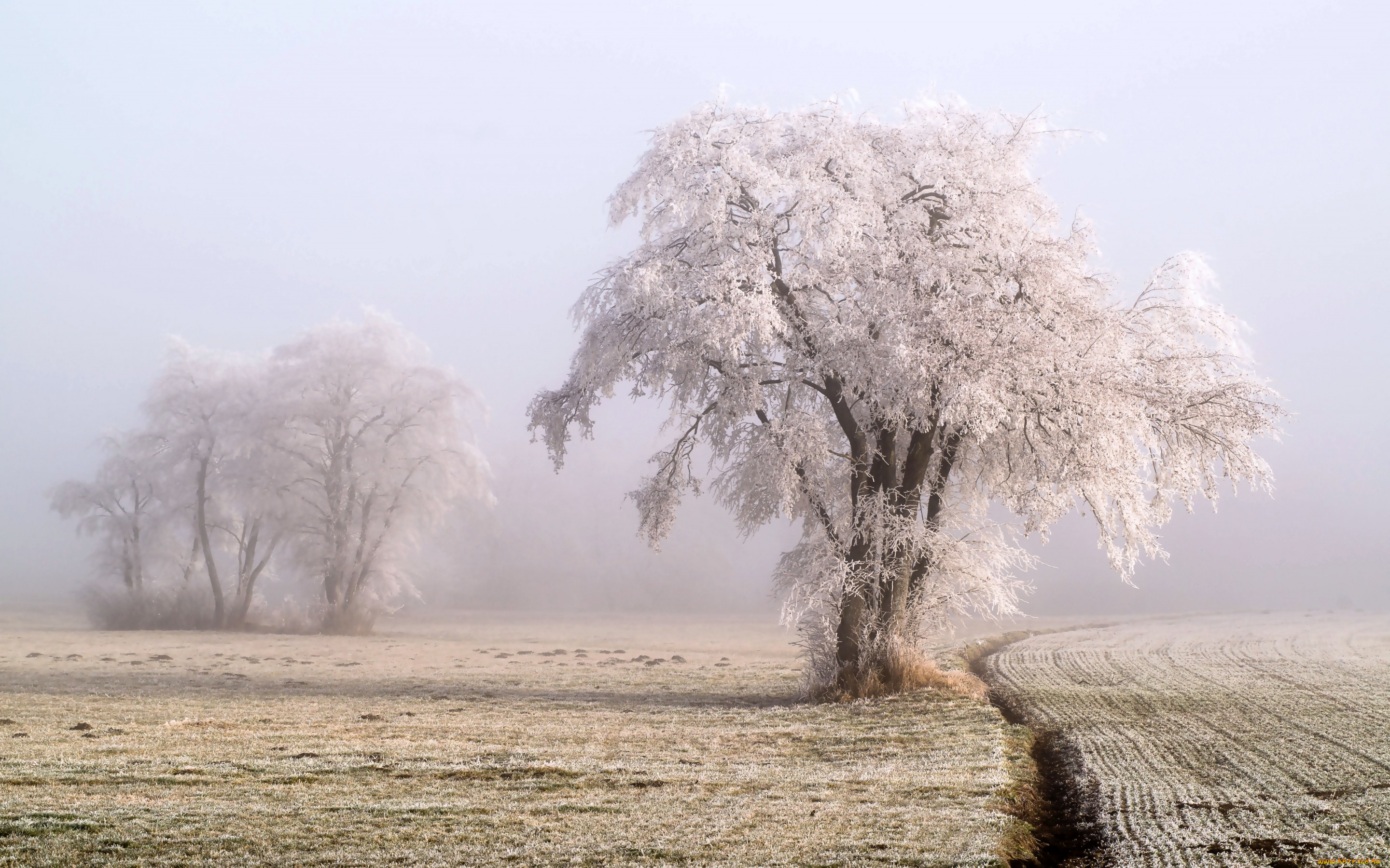 природа, деревья, дерево, поле, иней