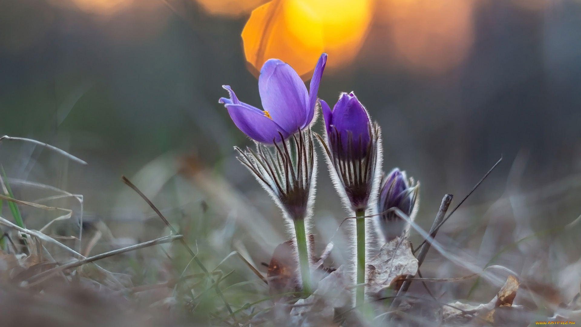цветы, анемоны, , сон-трава, сон-трава