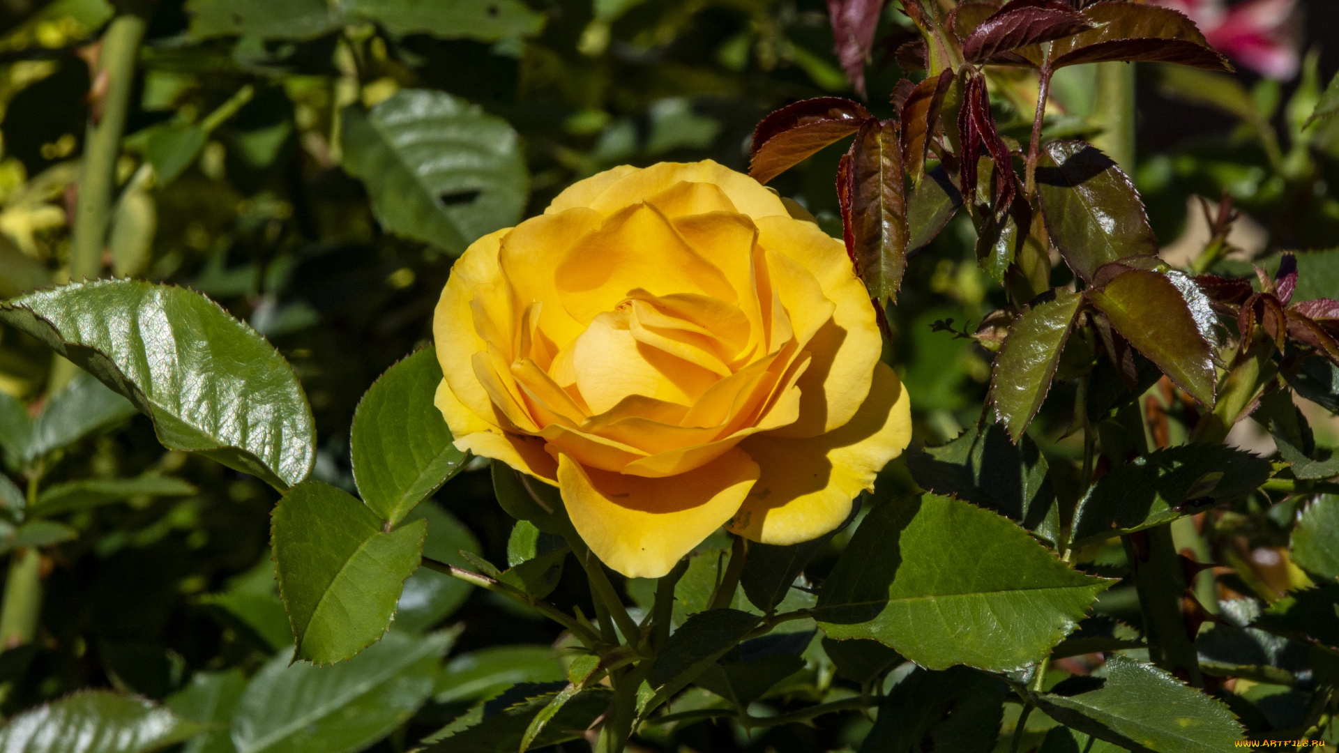 цветы, розы, роза