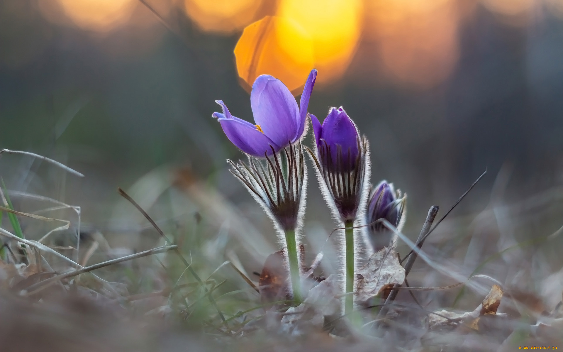 цветы, анемоны, , сон-трава, сон-трава