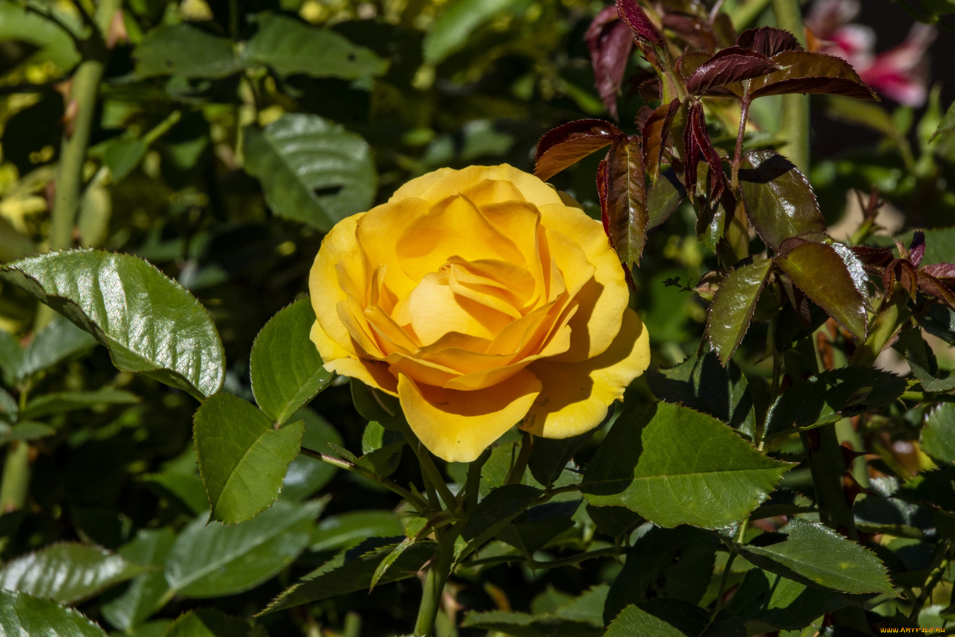 цветы, розы, роза