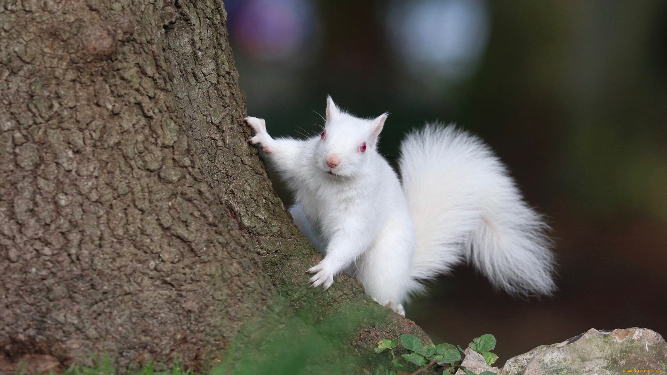 белка, альбинос, животные, белки, белка, альбинос, белая, аномалия, грызуны, беличье