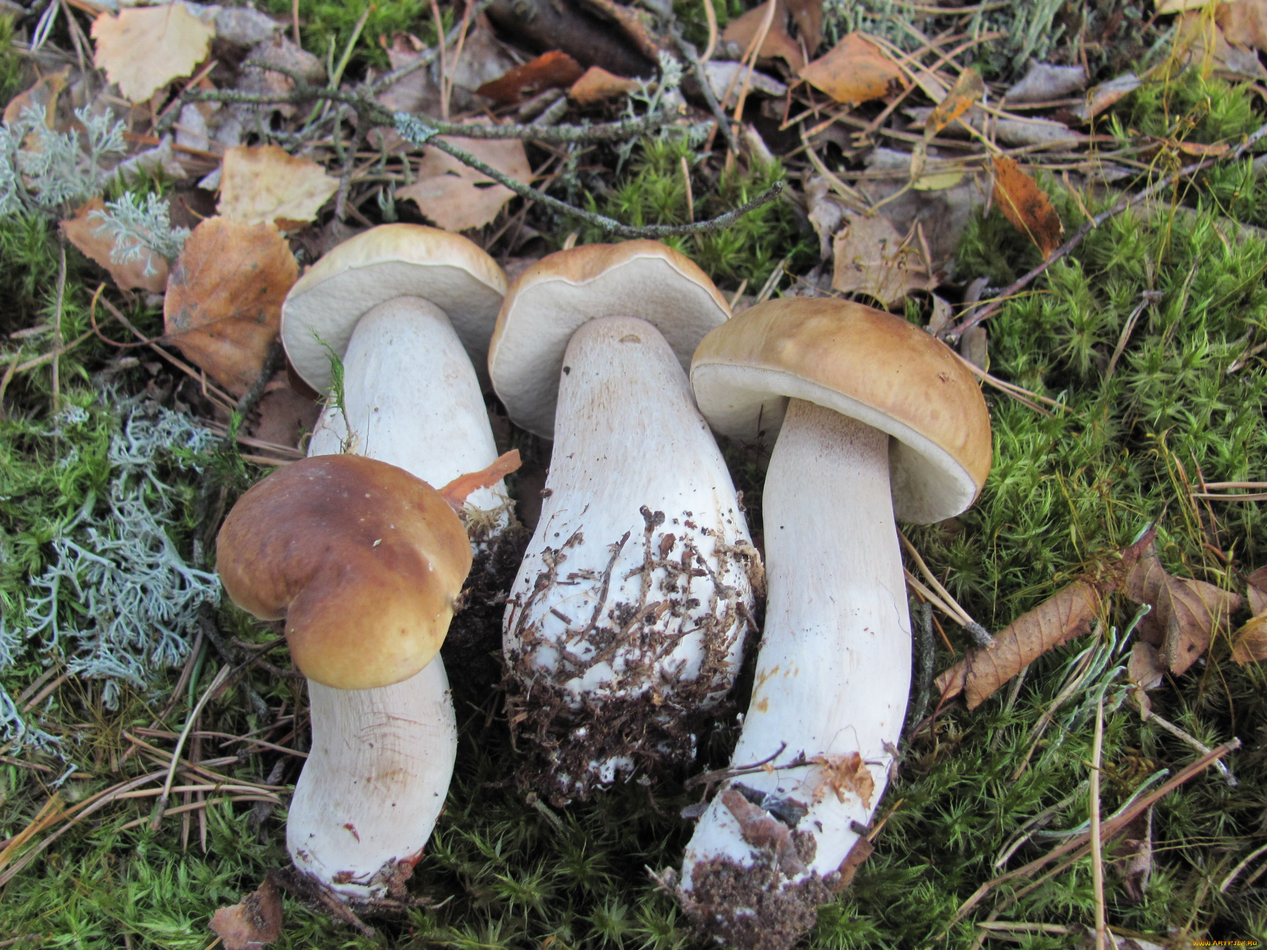 еда, грибы, , грибные, блюда, свежие, лесные, боровики