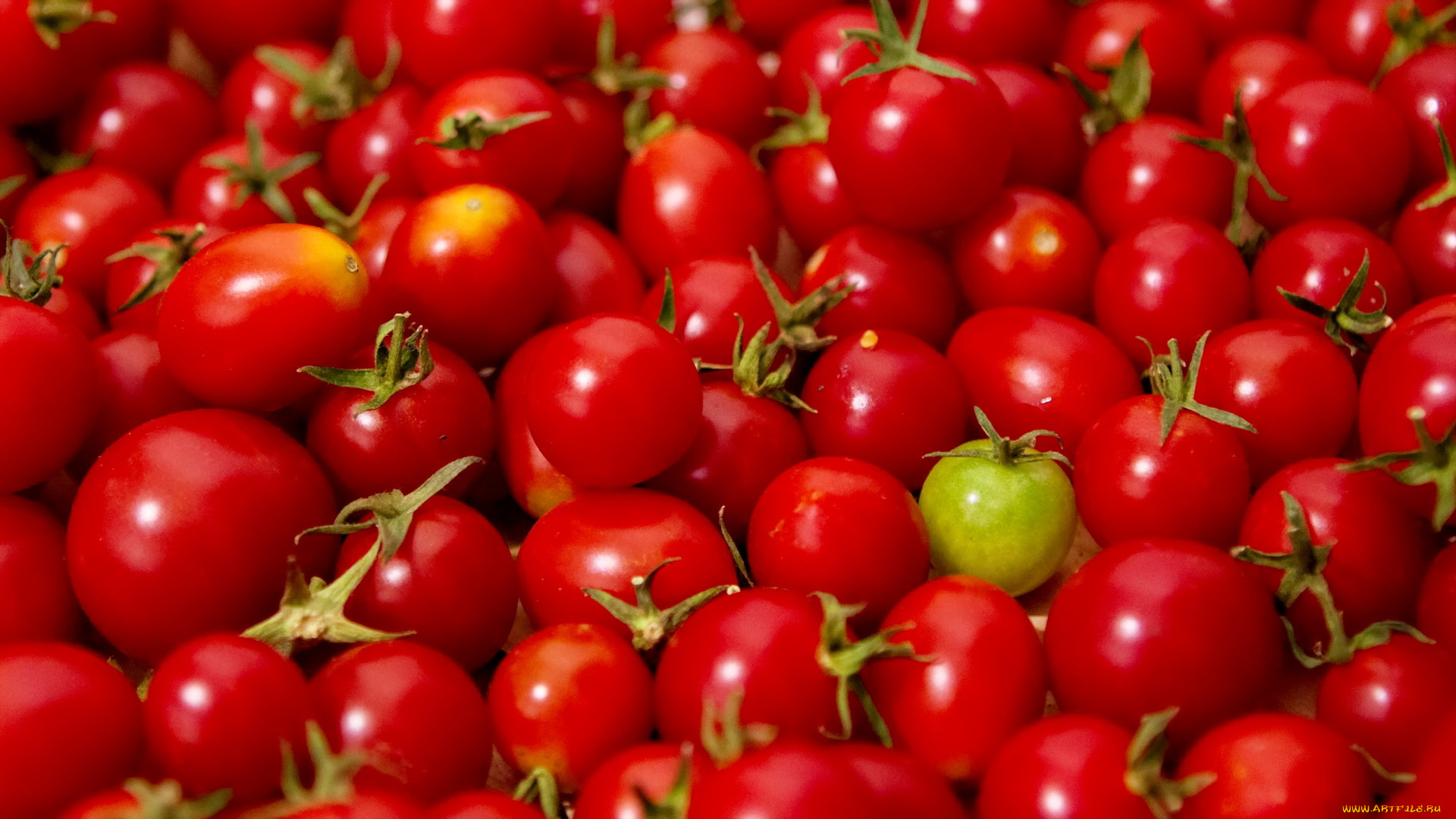 еда, помидоры, томаты, черри, много, урожай