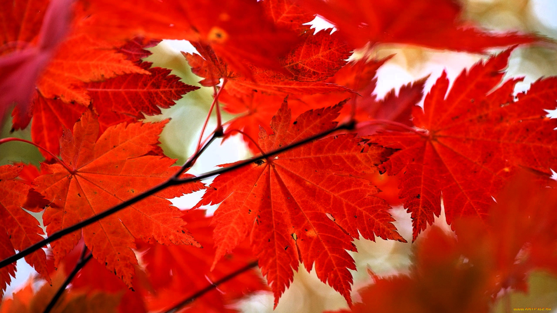 природа, листья, ветка, клен, осень