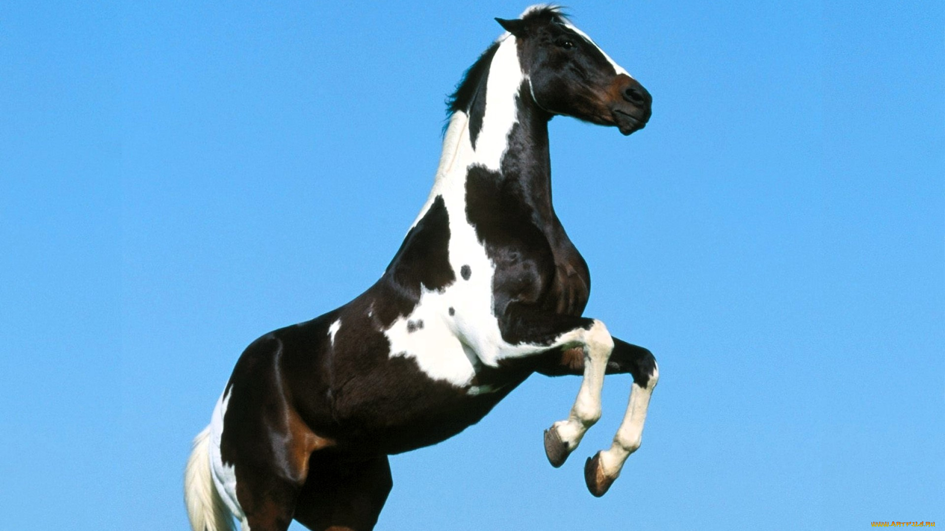 животные, лошади, лошадь, пегая, дыбы, небо