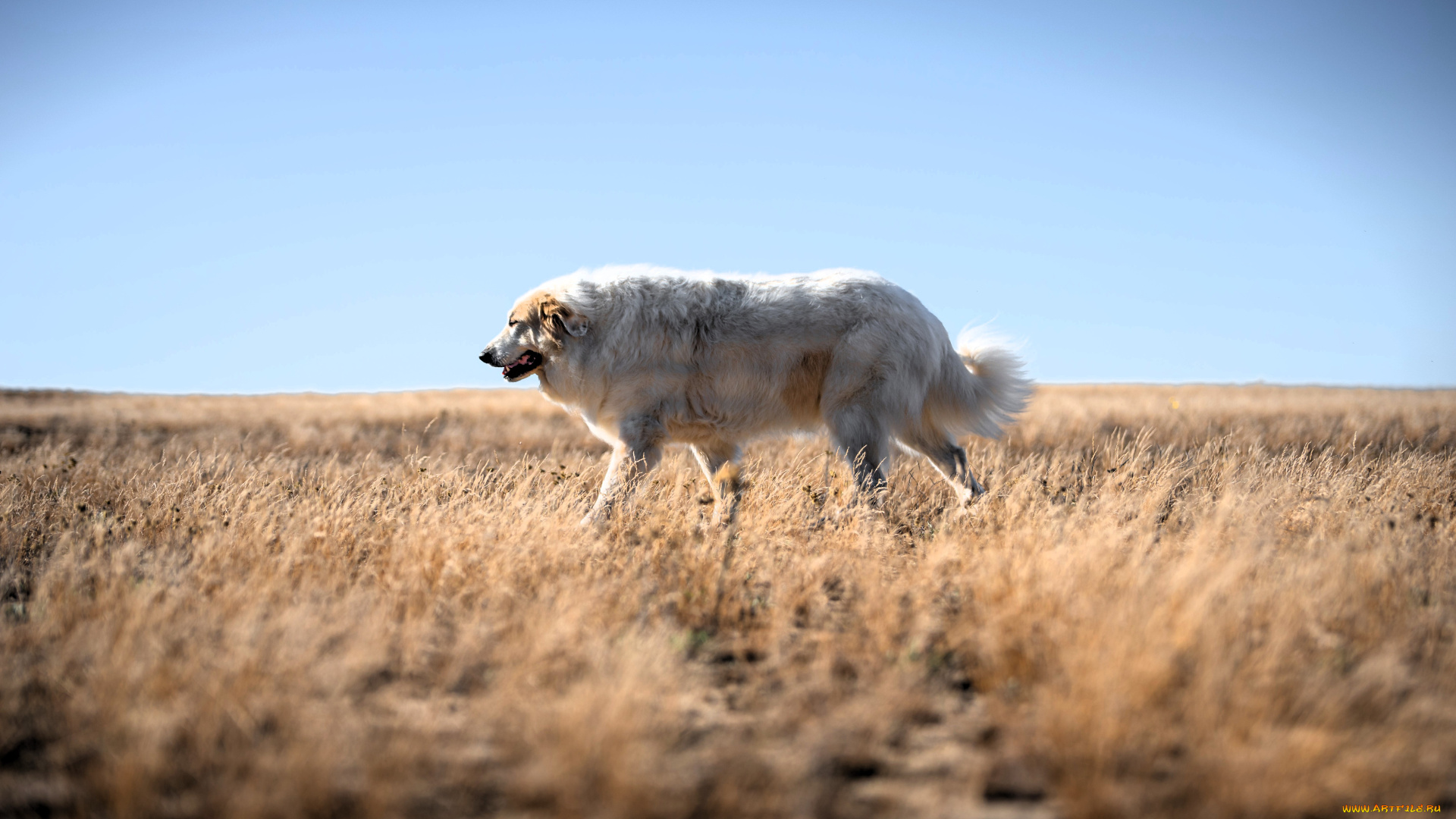 животные, собаки, собака, белая, поле, трава