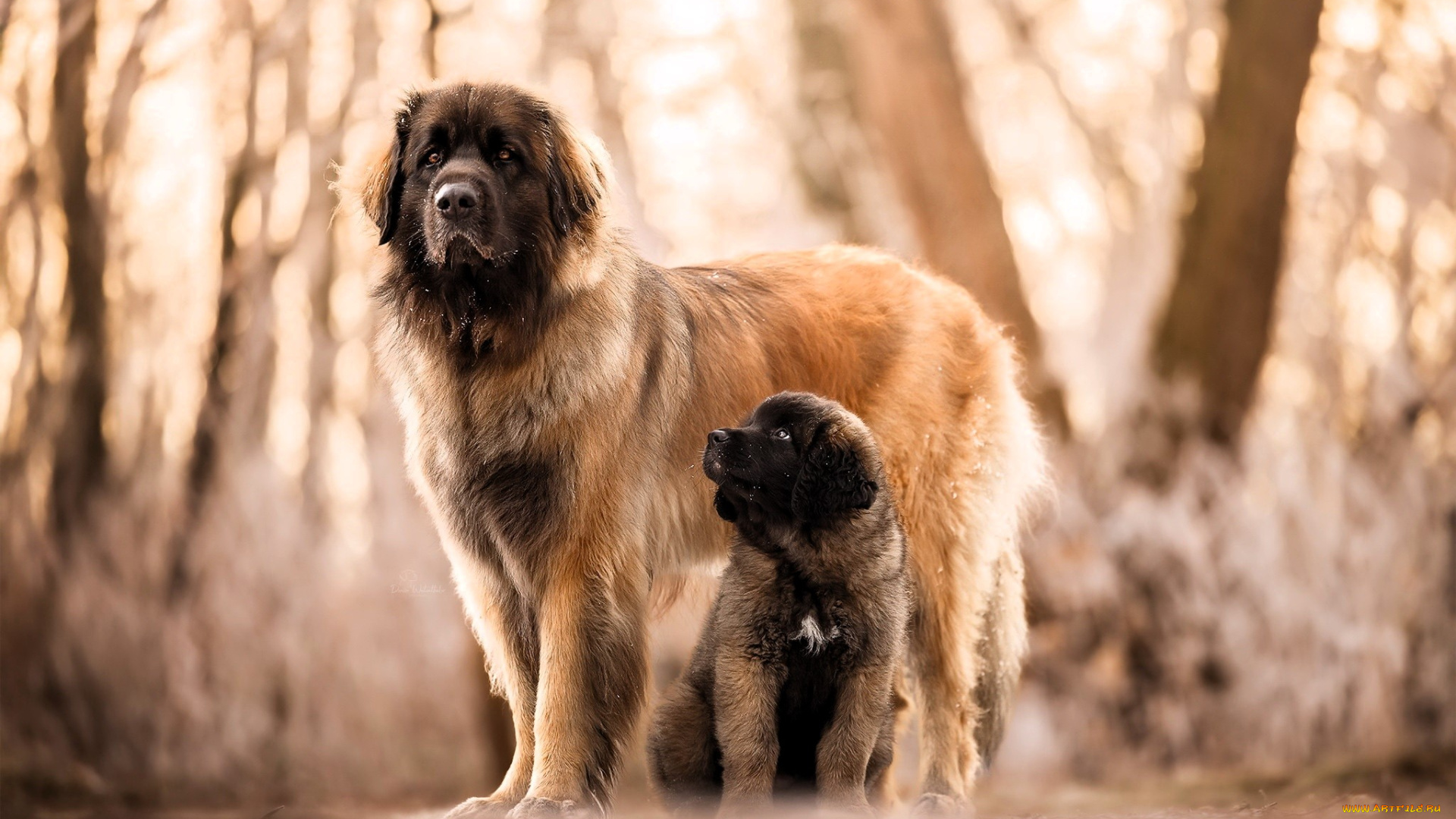 животные, собаки, собака, щенок, осень, лес