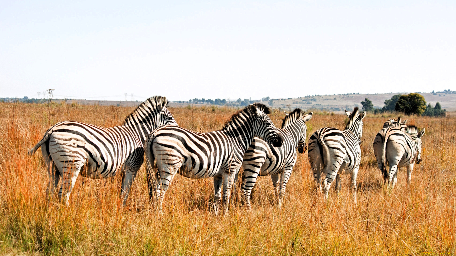 животные, зебры, стадо, трава, саванна