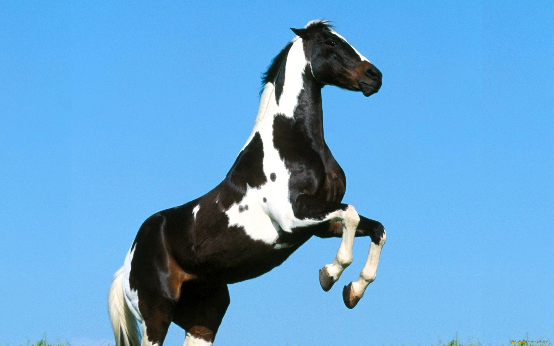 животные, лошади, лошадь, пегая, дыбы, небо