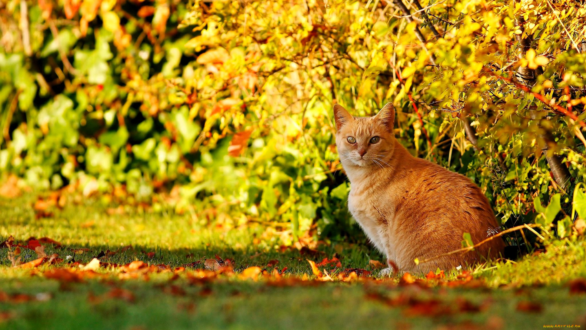 животные, коты, кот, рыжий, осень, кусты, листья, лужайка