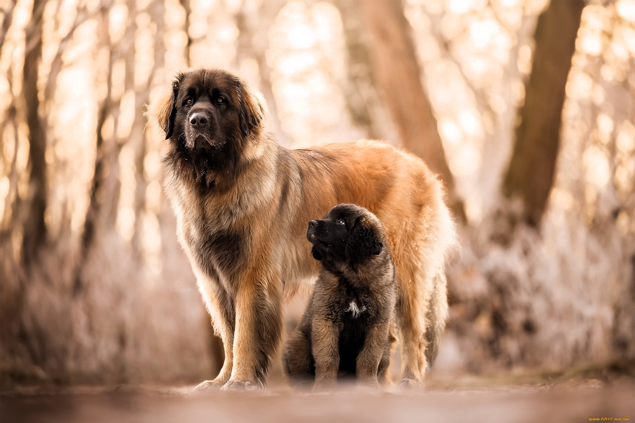животные, собаки, собака, щенок, осень, лес