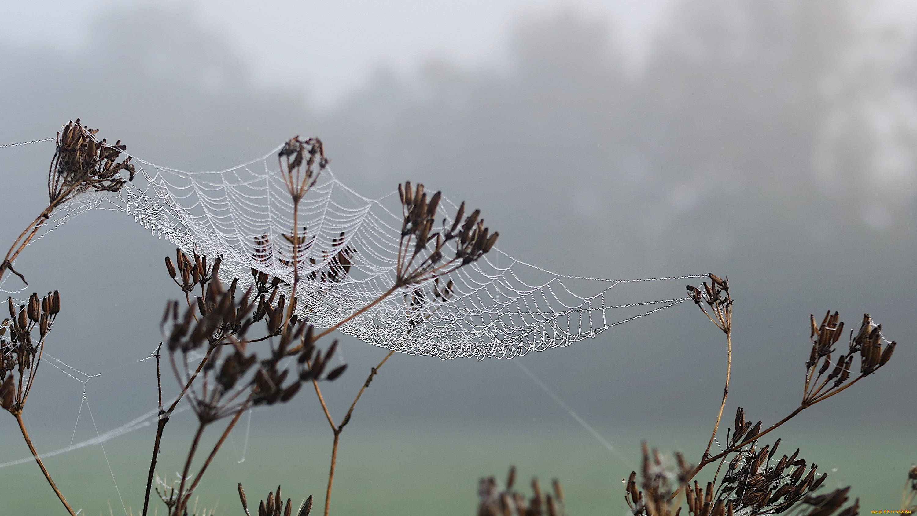 природа, макро, паутина
