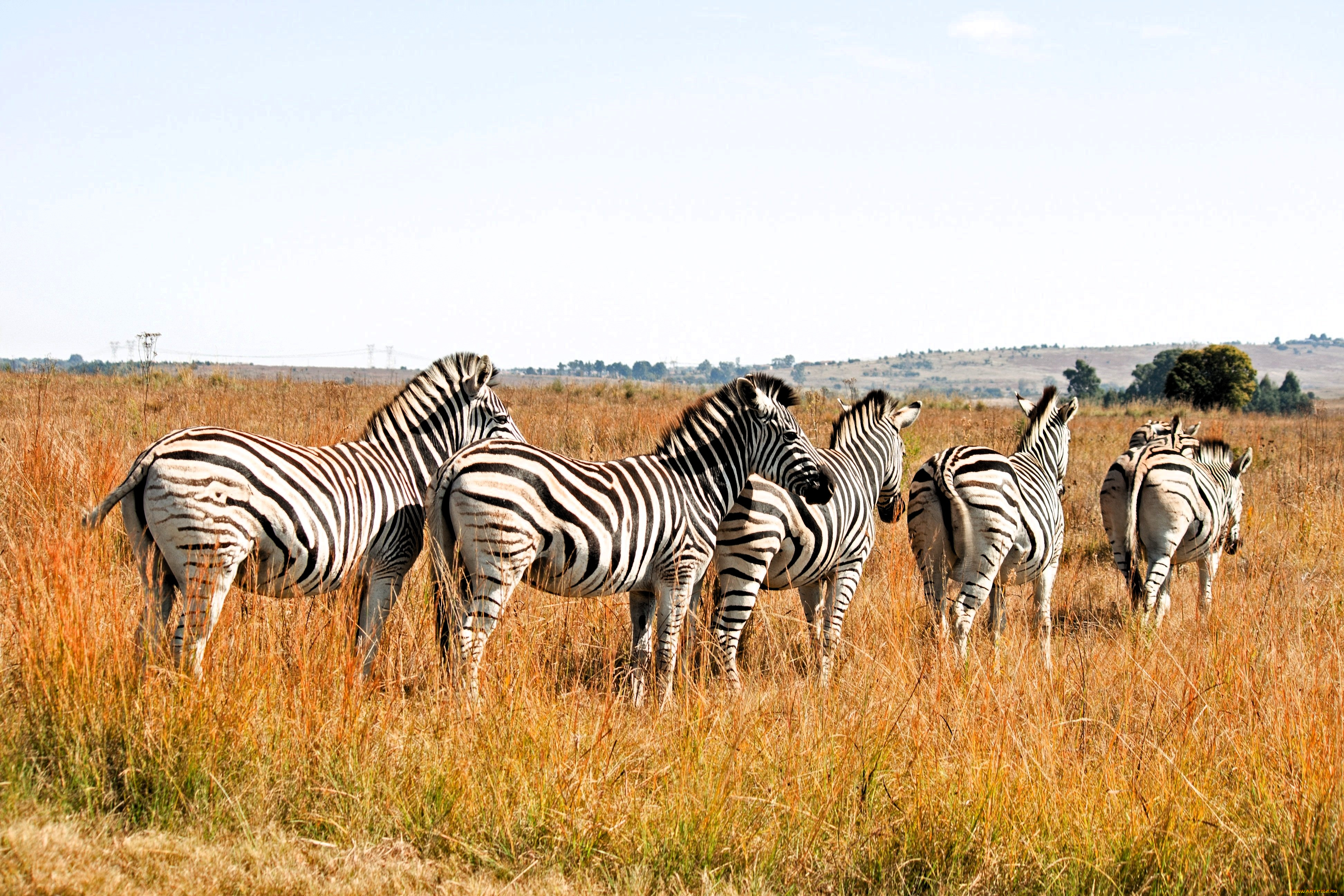 животные, зебры, стадо, трава, саванна