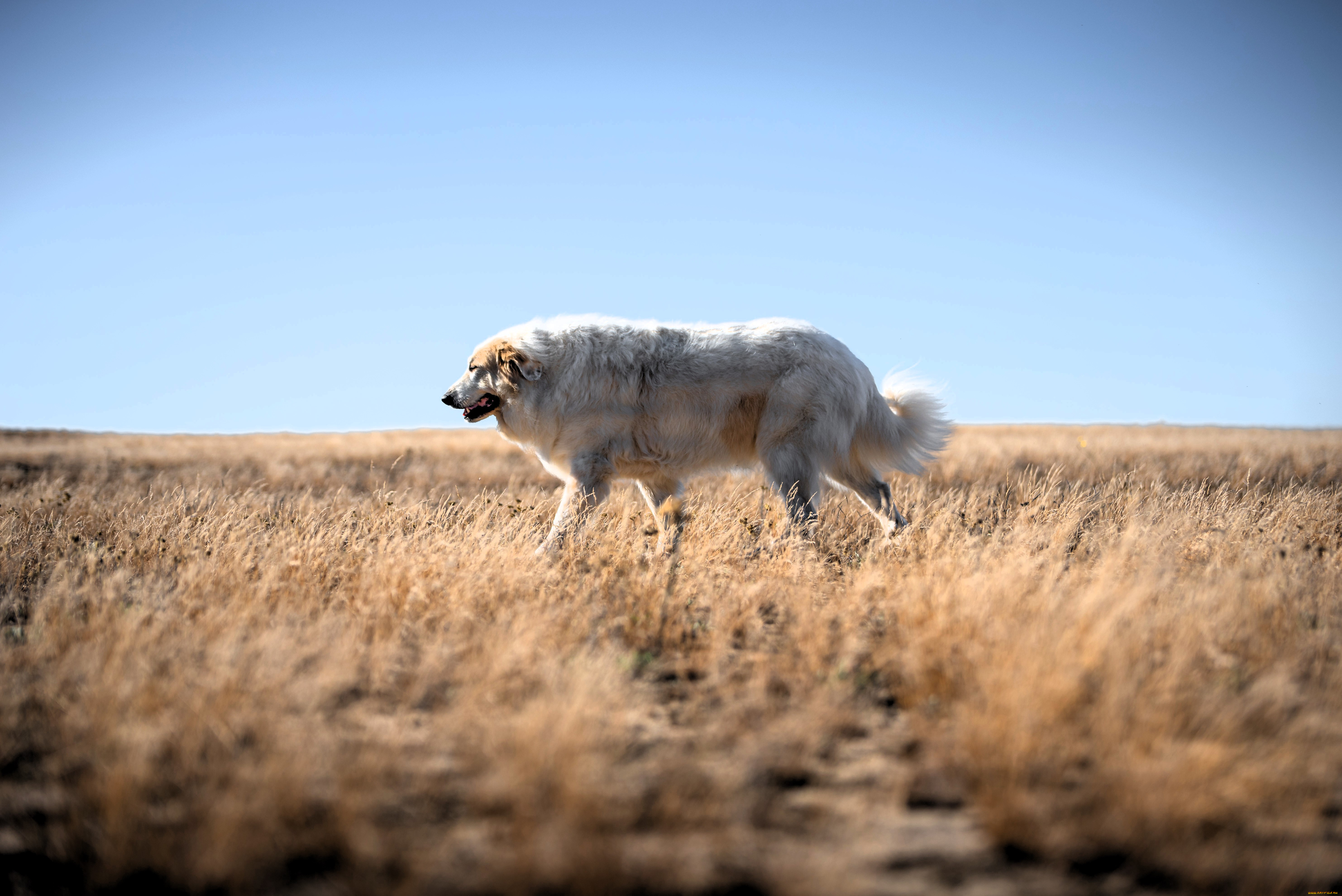 животные, собаки, собака, белая, поле, трава