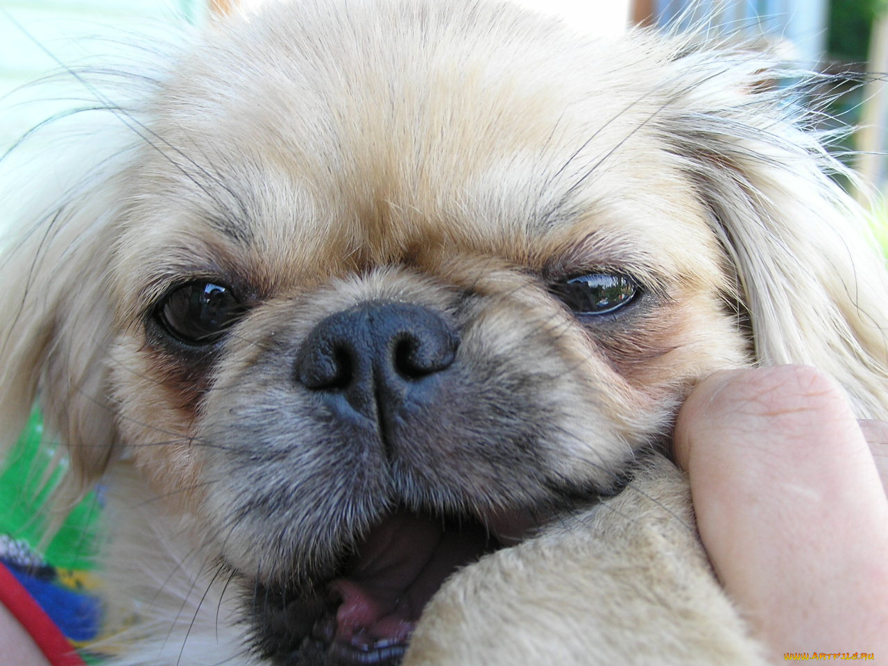 животные, собаки