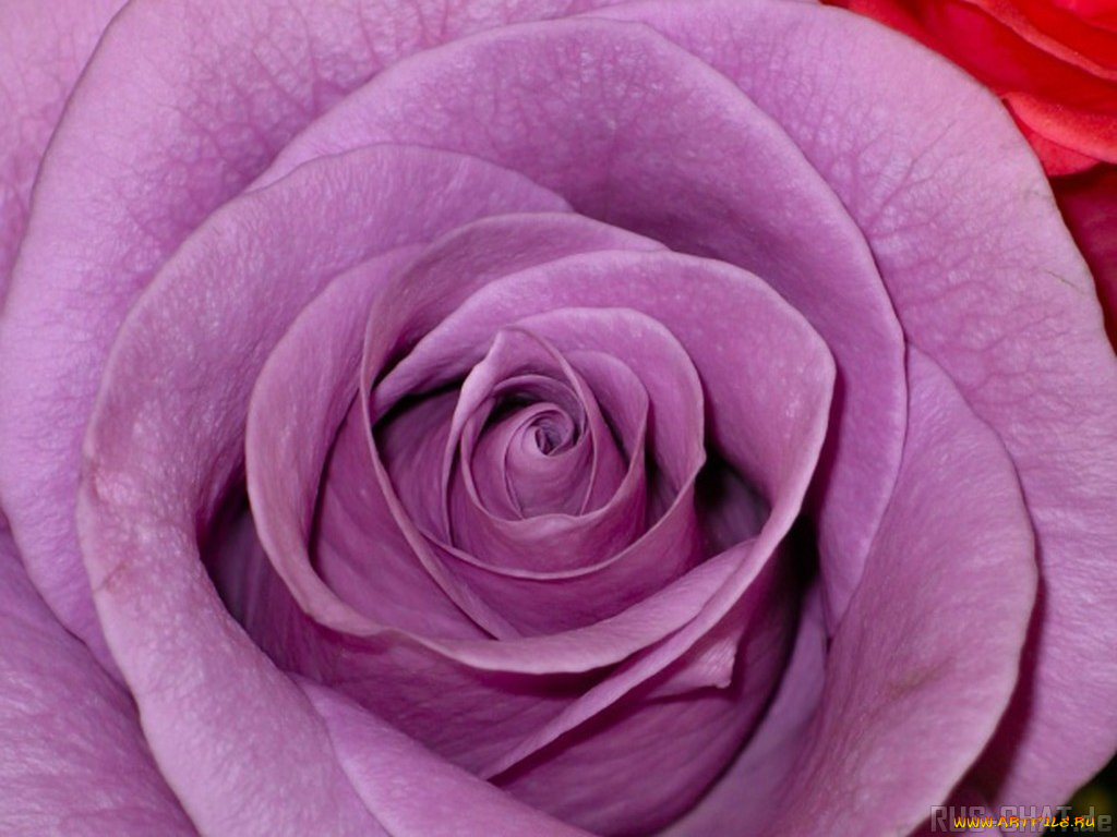 цветы, розы