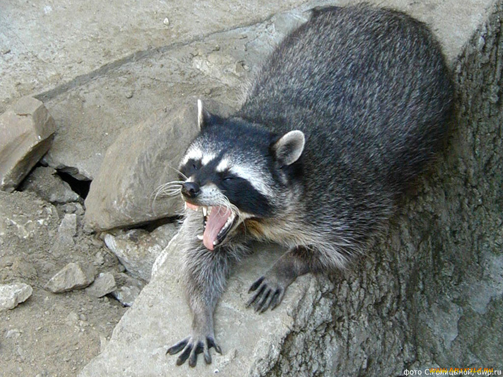 животные, еноты