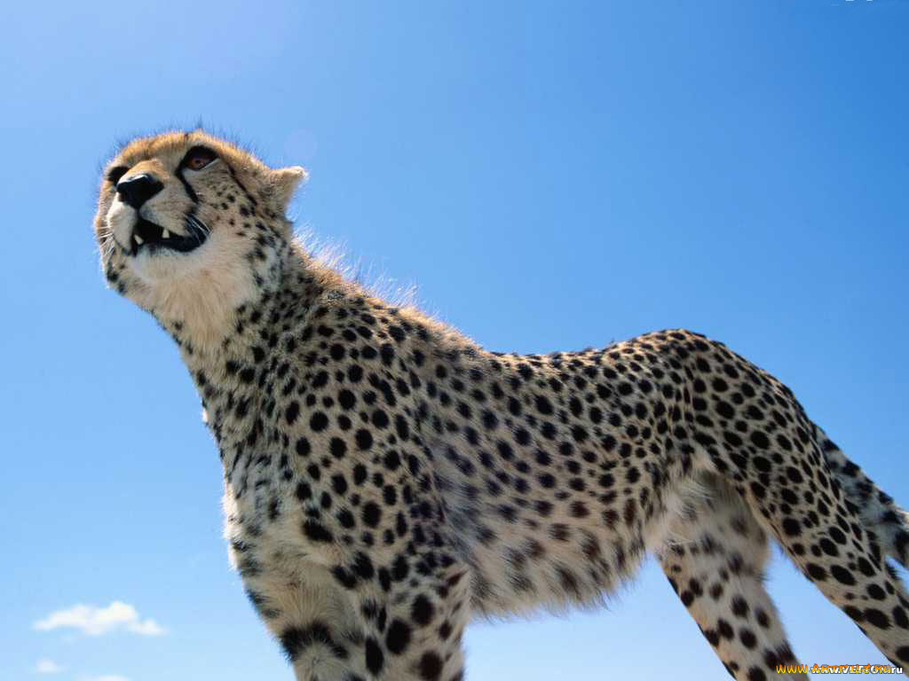 животные, гепарды