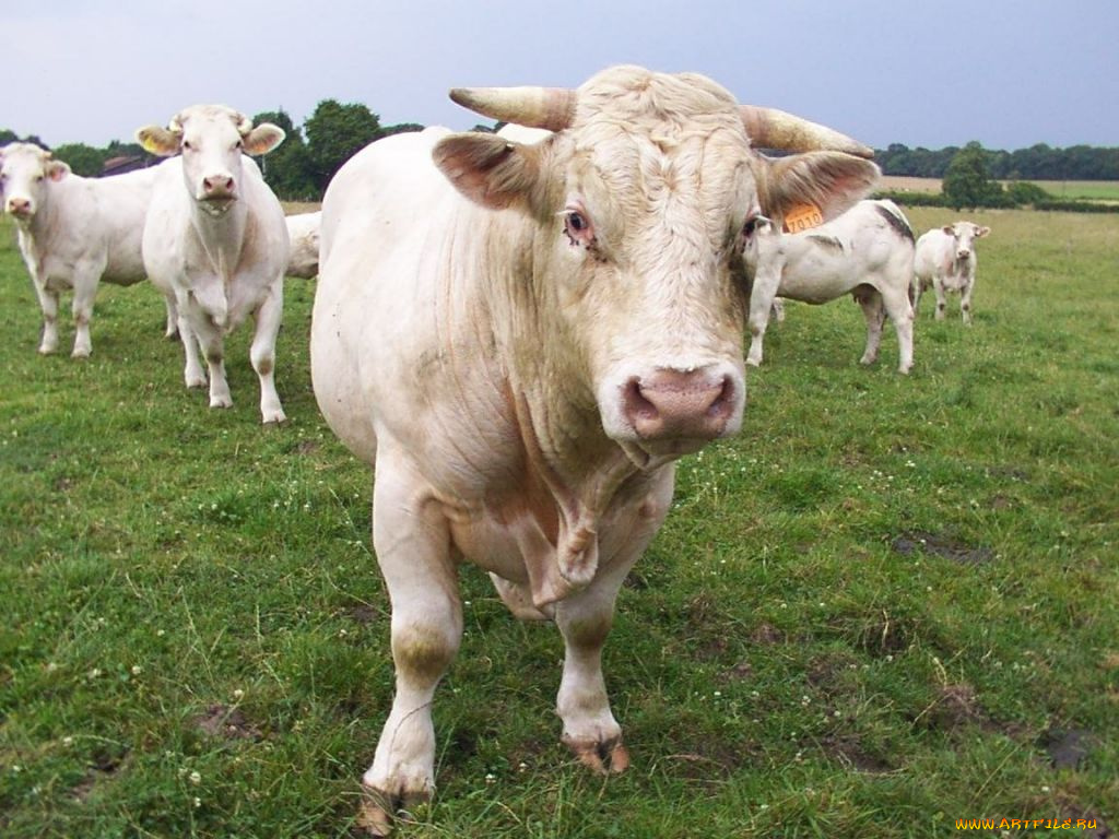 животные, коровы, буйволы