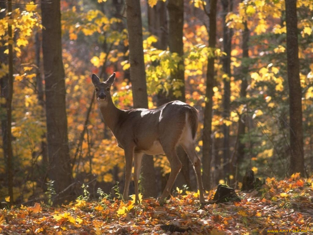 животные, олени