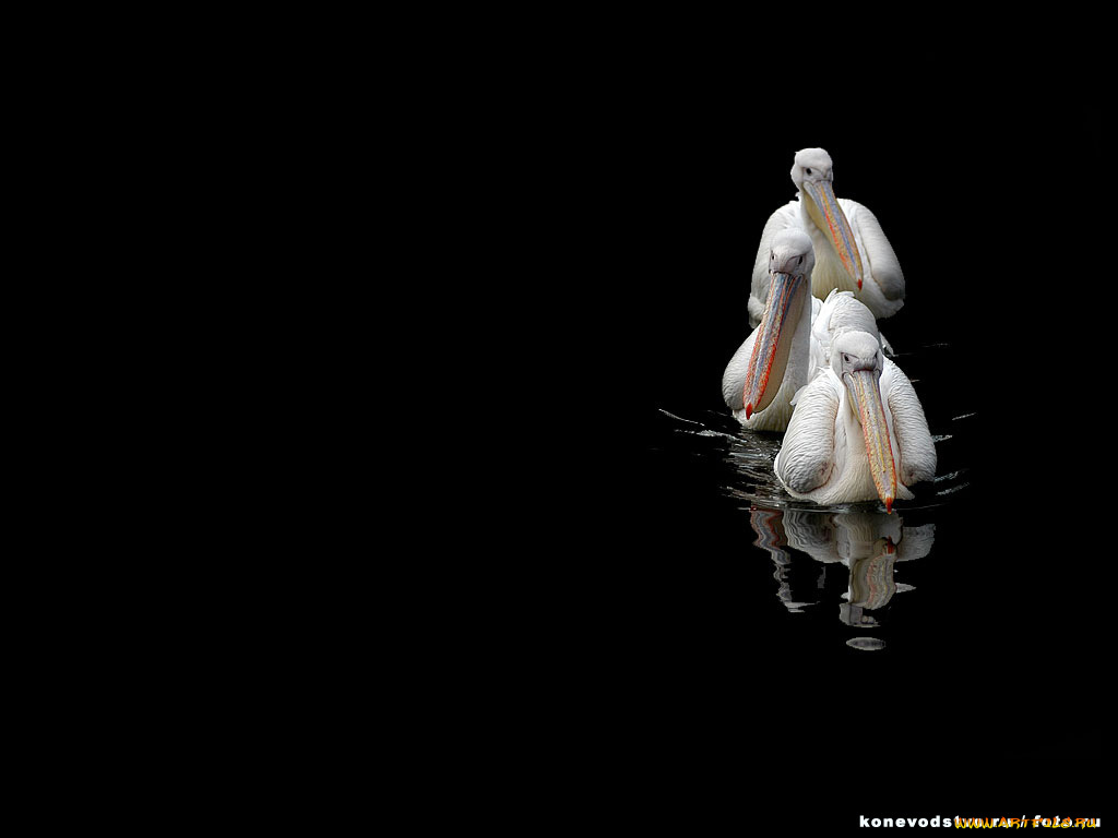 животные, пеликаны, черный, фон, вода, птицы, три