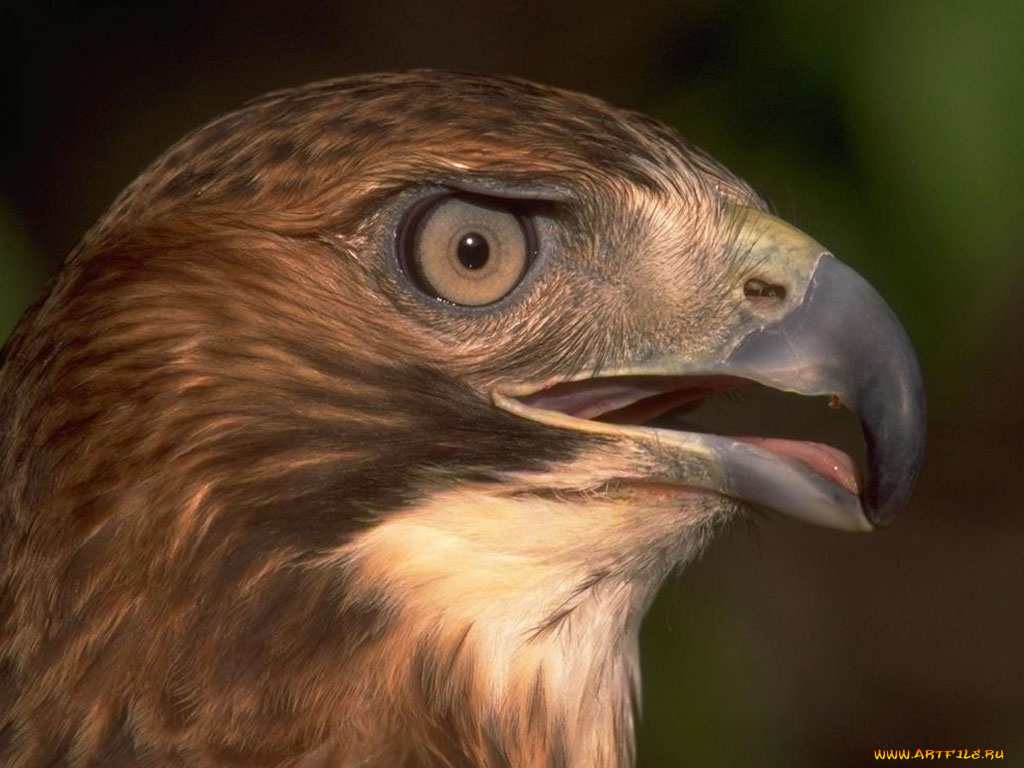 животные, птицы, хищники