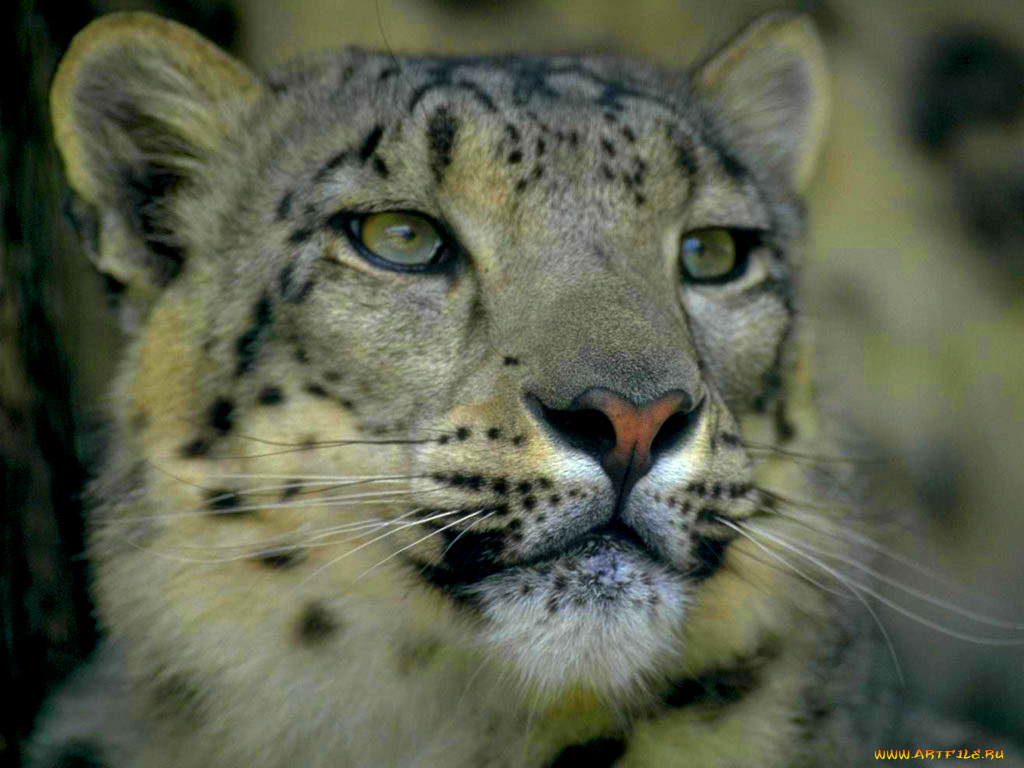 животные, снежный, барс, ирбис