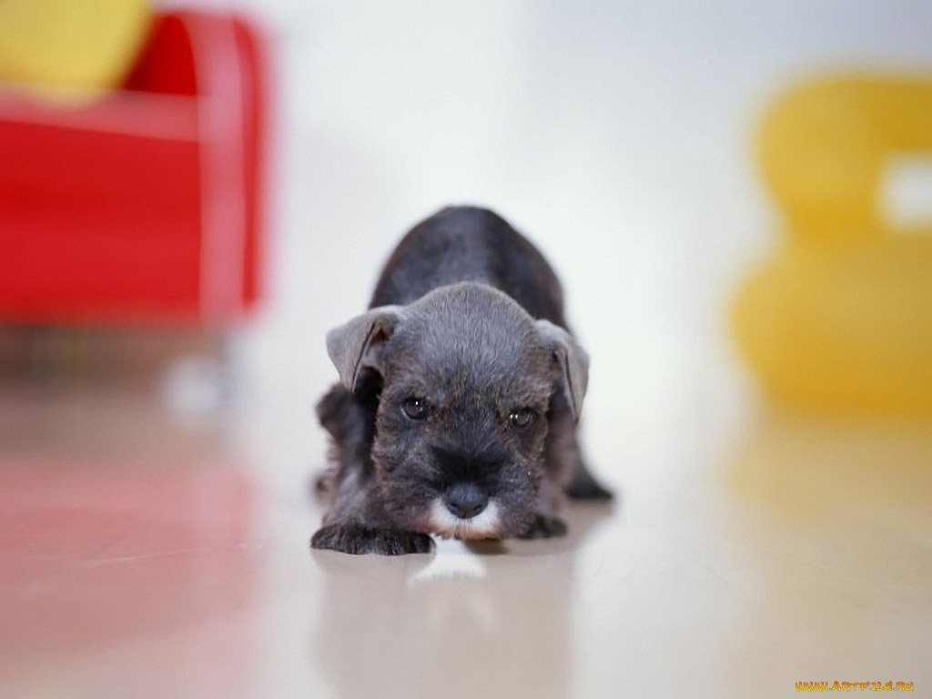 животные, собаки