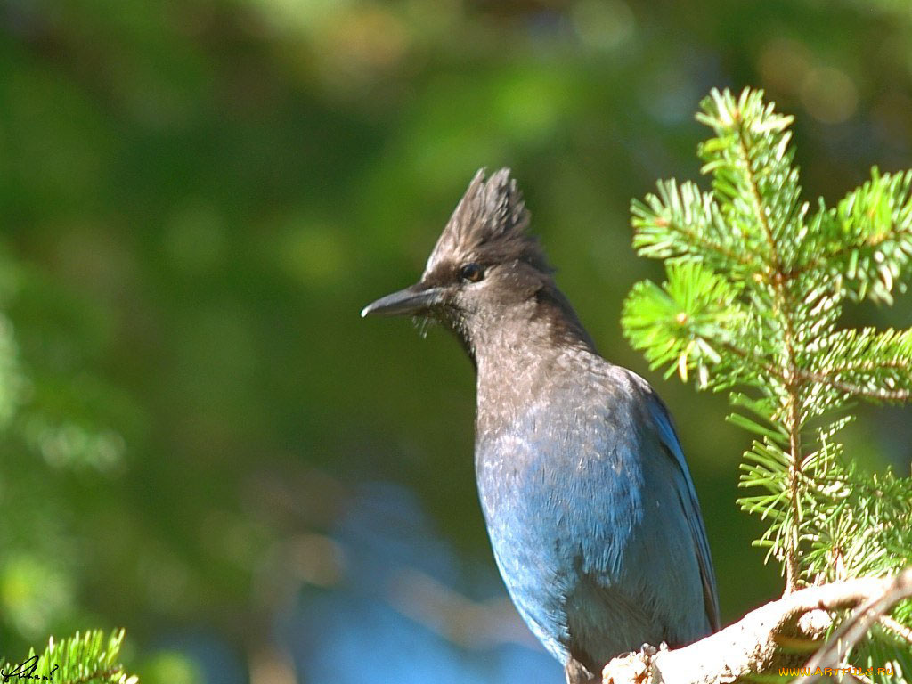животные, сойки