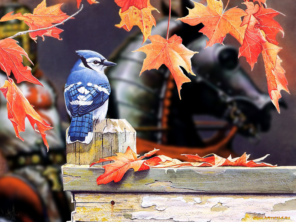 животные, сойки