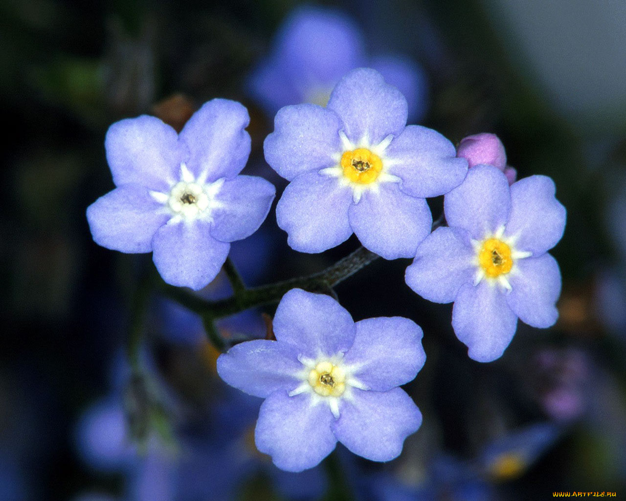 цветы, незабудки
