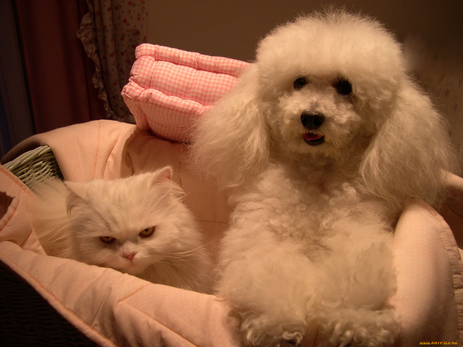 животные, разные, вместе